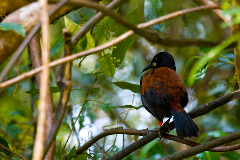 Saddleback In Tree